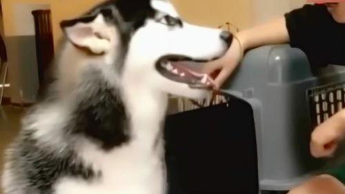 二哈吃大骨瓜好吗视频在线观看,趣味横生吃相萌翻网友