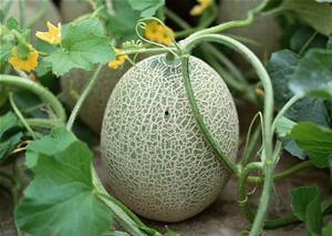 海马吃哈密瓜好吗视频讲解,一场奇妙的味蕾冒险